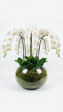 Elite Phalaenopsis orchid plant bowl, white orchids Dubai