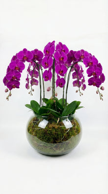Elite purple Phalaenopsis orchid plant bowl, Dubai