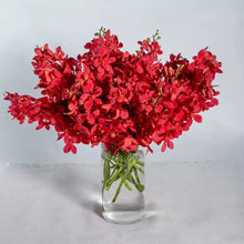 Red orchids in vase, orchid flowers Dubai