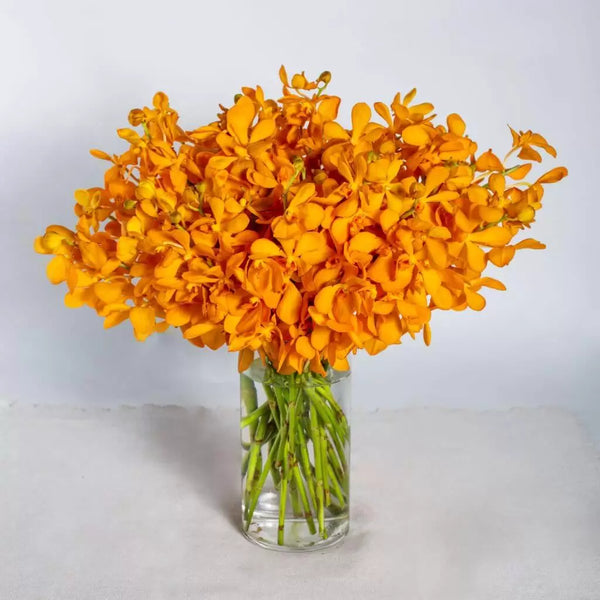 Orange Orchids in Vase