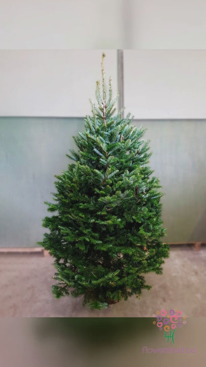 Fresh cut Christmas Tree